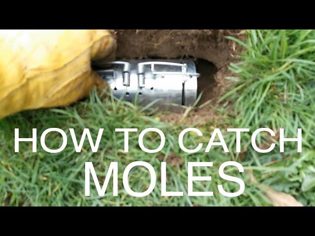 How to Catch Moles using Barrel Mole Traps