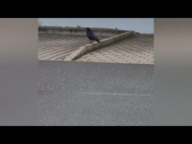 #igor #the #crow #shorts #viralvideo #video #birds #bird #krähe #krähenfüße #nature #tiere #wow #on