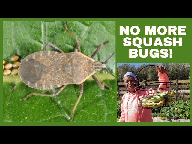 Growing Squash Without Squash Bugs & Vine Borers!