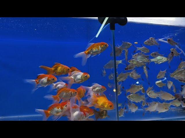 #best #aquarium #fish #shop Hyderabad Falaknuma AL NOOR AQUARIUM #offer #fishes 8919447418