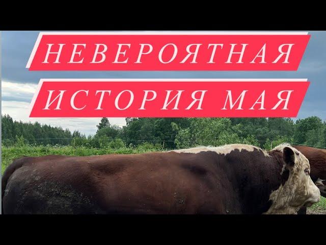 Невероятная история про Мая//начало сенокоса #герефорд #Май#история #сенаж #корова #ферма #хозяйство