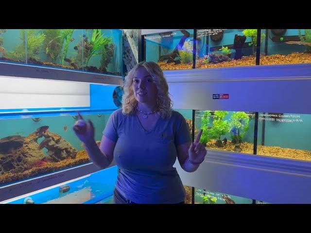 TRIGGERS, GOBIES, SEVERUMS, AND MORE | WEEKLY UPDATE #aquascape #freshwaterfish #saltwateraquarium