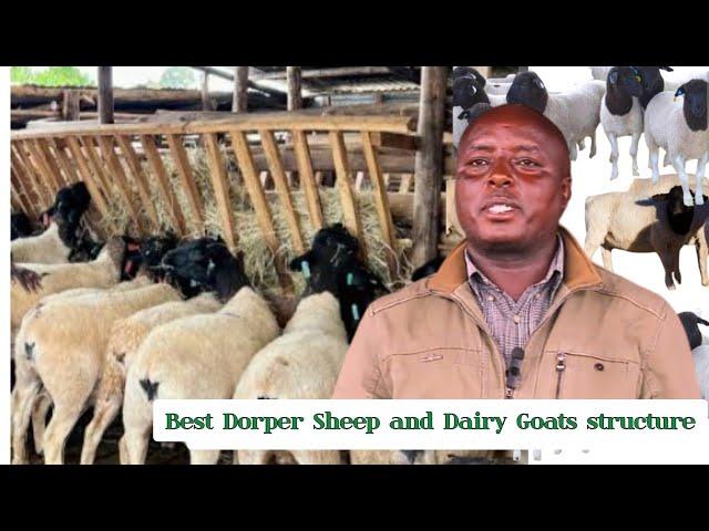 1000+ Dorper and Goat structure. HE CLOSED DOWN his 5 Colleges to Start Dorper farming