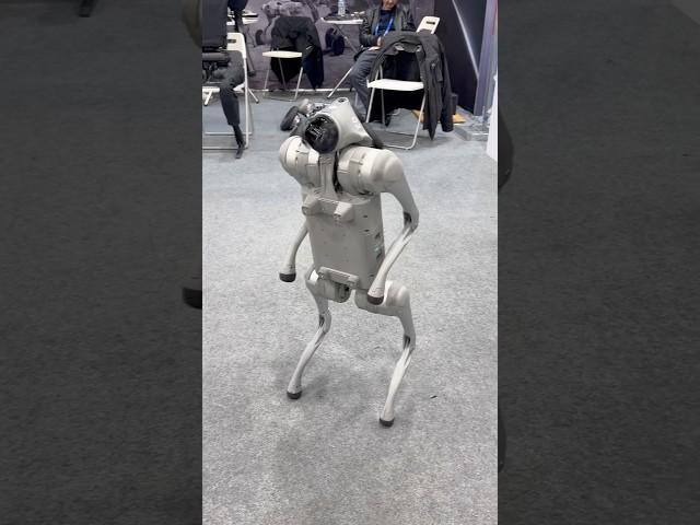 CES 2025 Unitree Robot Dog performs flips at #CES2025 presented by Toborlife AI #robodog #robotpet