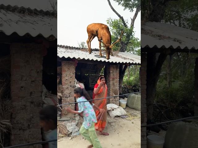 "The deer brought the wedding procession to the roof, along with it was the nilgai!" #reetavlog...