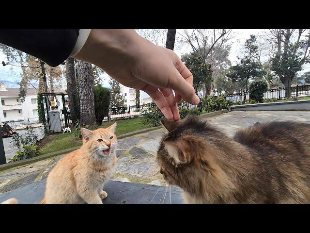 A jealous yellow cat in a park full of stray cats!