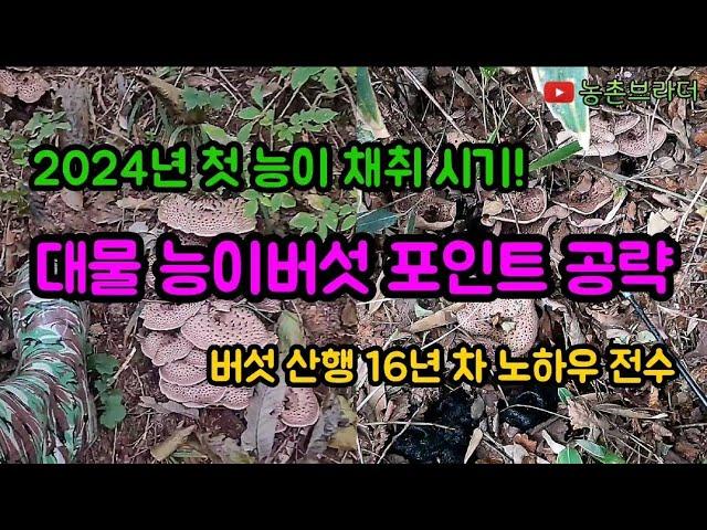 2024년도 대물 능이버섯 채취하는 방법! 포인트 공략 및 지형 상단부 하단부 공략 순서 지역마다 능이버섯 올라오는 채취시기 아는 방법! 영상 하나로 고급 정보 대박 예감