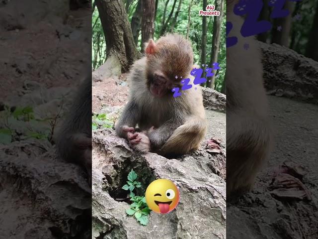 Look How Monkey Sleeping With Snoring  #monkey #animals #shorts #viral #bandar