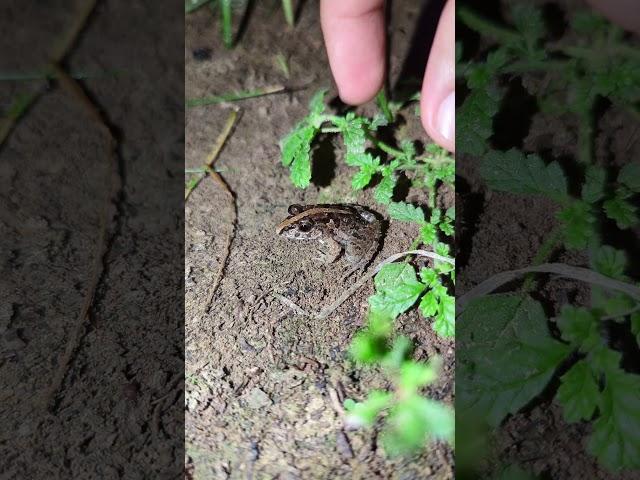 Catching frog funny: jump for laugh #frog #toad #funny #teplonghengfunny