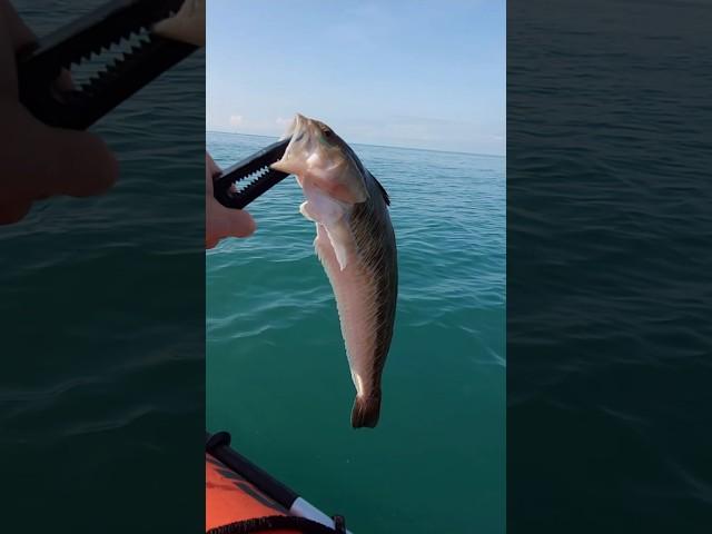 Руками не трогать! Самая опасная рыба чёрного моря. Рыбалка в Сочи, ядовитые рыбы, опасно для жизни