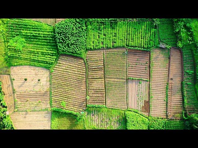 Agriculture Stock Footage - Agriculture Free Stock Videos - Agriculture No Copyright Videos