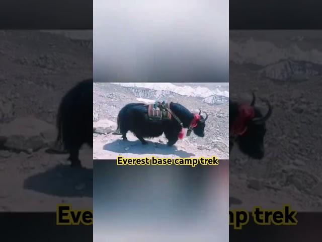 Yaks Returning from Everest Base Camp  | Trekking Life in the Himalayas #travelshorts #shorts