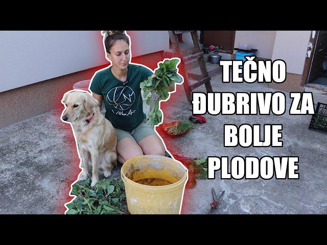 KAKO NAPRAVITI TEČNO ĐUBRIVO ZA BOLJE PLODOVE - sadim batat i pasulj