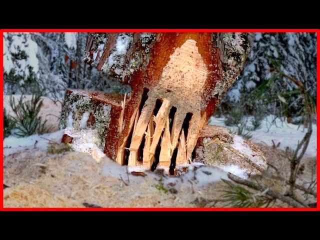 How To Fell a Tree Using  The SHARK GILL Felling Technique