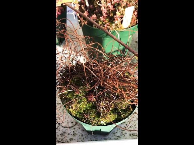 【食虫植物】おやすみイトバモウセンゴケ