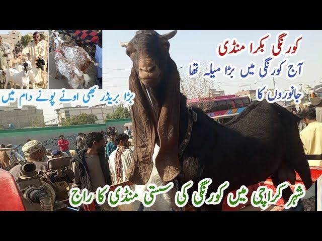 korngi bakra mandi latest update in cheapest goat market