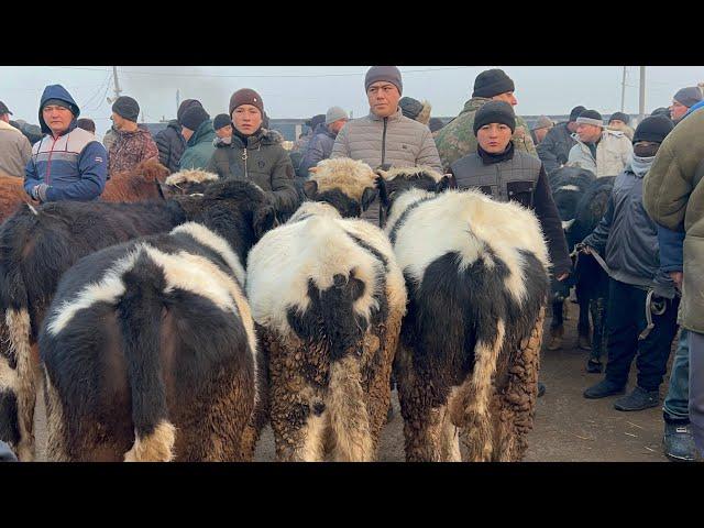 Beshariq mol bozori semiz boqma va yosh buqalar narhlari bilan tarnishing