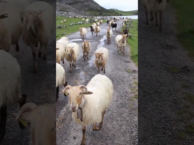 Sheep Sound  | SHEEP #shorts