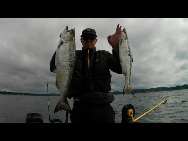 South Puget sound area 13 Blackmouth morning limit.