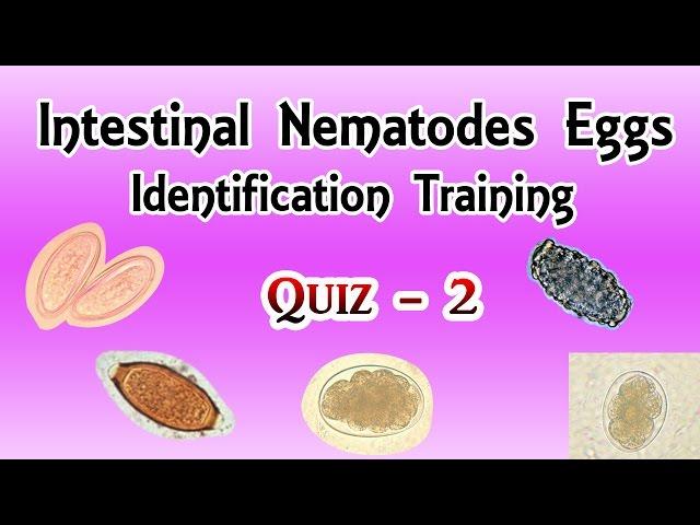 Intestinal Nematodes Eggs Identification Training Quiz  2/4