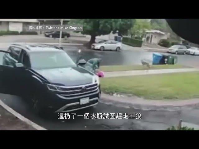 【天下新聞】洛杉磯: 一名2歲女孩家門口遭土狼襲擊 LA: 2-year-old girl was attacked by a coyote outside of her house