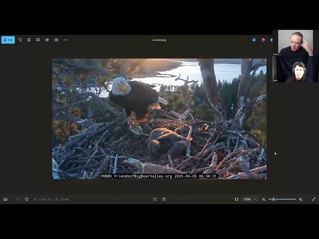 Eagle cam nests and BENW nests updates- Nesting Eagles Podcast episode 8