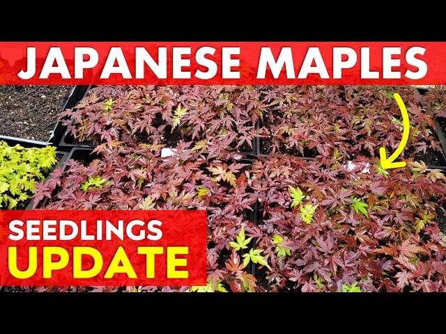 Japanese Maple Tree Seedlings Update 2024 + What Soil Mix Do I Use?