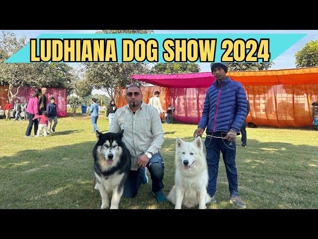 LUDHIANA DOG SHOW 2024 | 100 PLUS DOGS IN SHOW LIKE BELGIAN MALINOIS , DOGO ARGENTINO AND CORGI