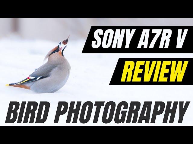 How good is Sony’s New AI Autofocus on the Sony Alpha A7R V for Bird Photography? Camera Review !