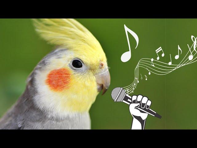 Happy cockatiel  bird singing in nature  