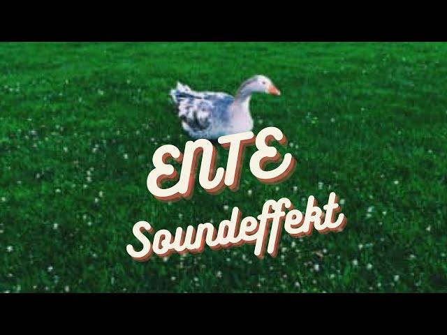 Herde von Enten quaken Soundeffekte