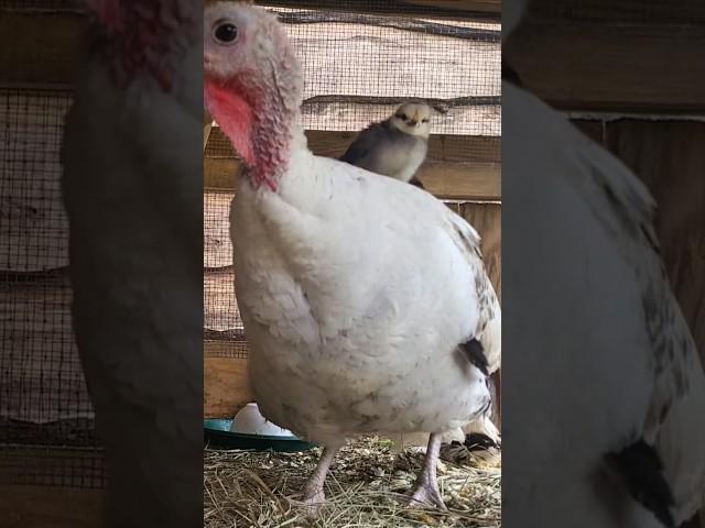 Baby Chicks on Turkey’s Back | Spring Life at DriftHut #drifthut #babychicks