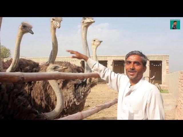 Ostrich Farming In Pakistan - How to Start Ostrich Farming - Ostrich Farm House