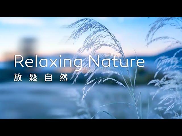 放鬆音樂Relaxing Music｜白絮紛飛，柔和靜謐，帶來一片淡雅的意境