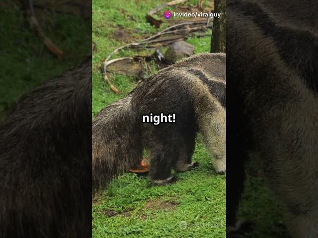 Astonishing Aardvark Adventures!  #wildlifeentertainment #awesomeanimals #aardvark