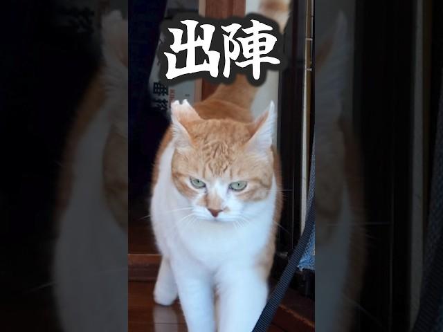 外に出れると勘違いしたしちゃった猫 #元野良猫チャチャ #ねこ #ネコ #猫武将 #猫 #cat #チャチャ