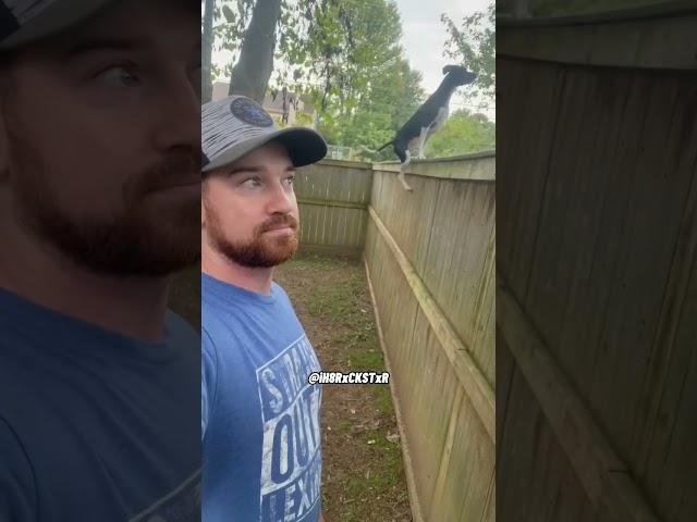 This Dog Can Jump! - RxCKSTxR Comedy Voiceover!
