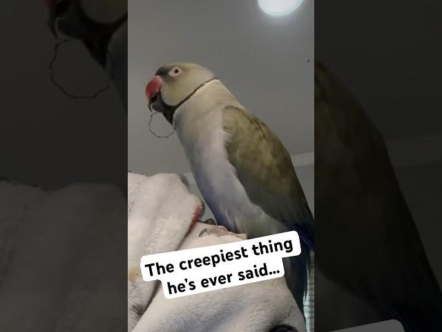 The creepiest thing he’s ever said…  #halloween #talkingbird #talkingparrot #creepy #spooky