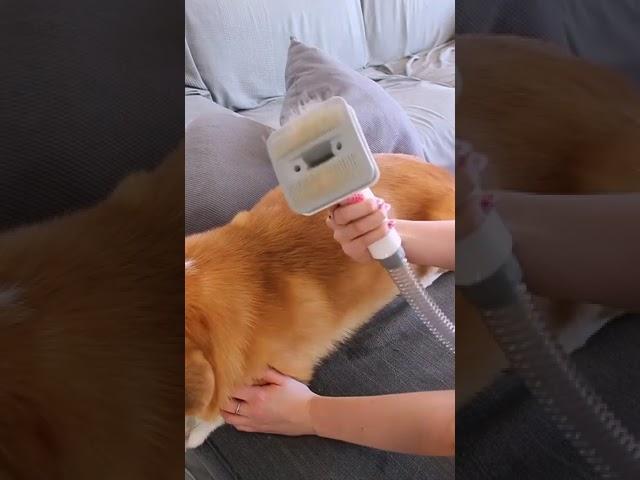 Best vacuum for pet hair 2022 Neakasa pet grooming kits