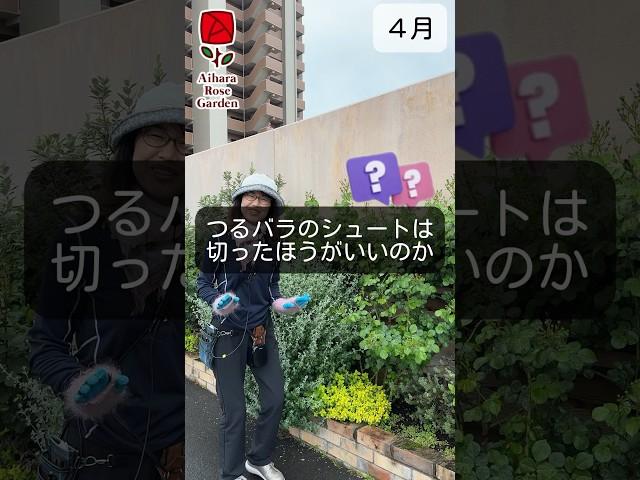 つるバラのシュートは切ったほうがいいのか　#相原バラ園 #バラ栽培 #ショート #つるバラ