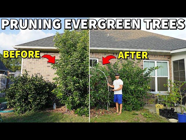 How To Prune EVERGREEN Fruit Trees For Small Size And Maximum Production