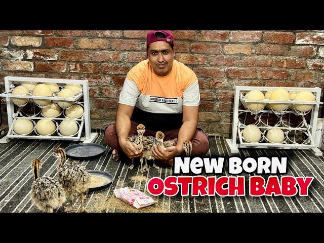 New Born Ostrich Baby | Ostrich Baby | Pakistan Ostrich Farm Brand