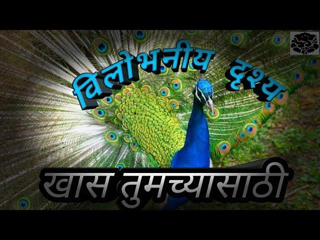 मोर नृत्य Peacock Dance Display And & Original Sound