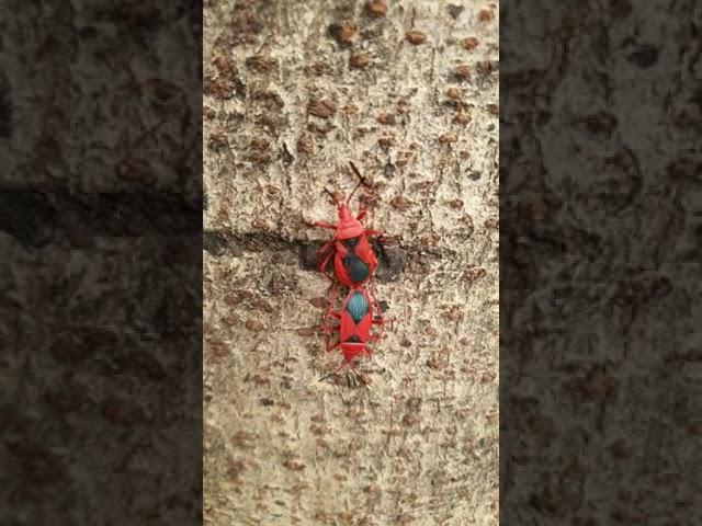 Red Cotton Bug  | Love Nature