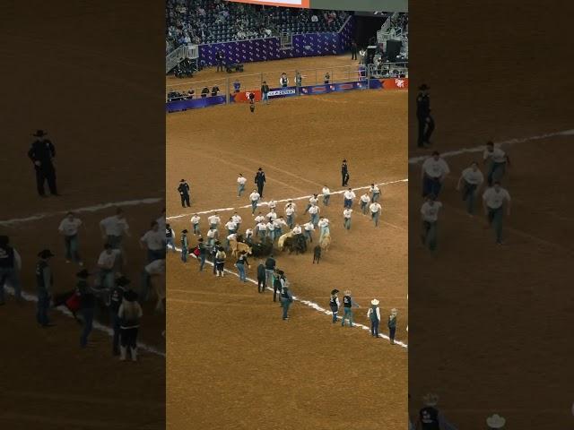 ready, set, SCRAMBLE! #rodeohouston #calfscramble #livestockshow #rodeo