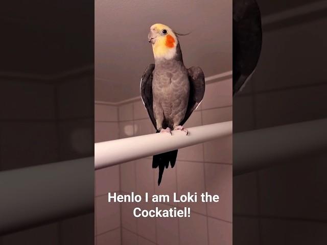 Loki loooves to sing #cockatiels #cockatiel #birds #bird #parrots #parrot