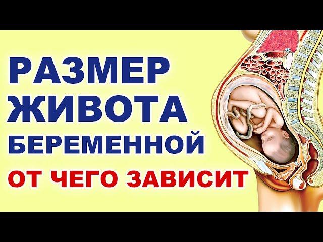 Нормы размера живота беременной. Когда быстро растет живот у беременных. Живот беременной.