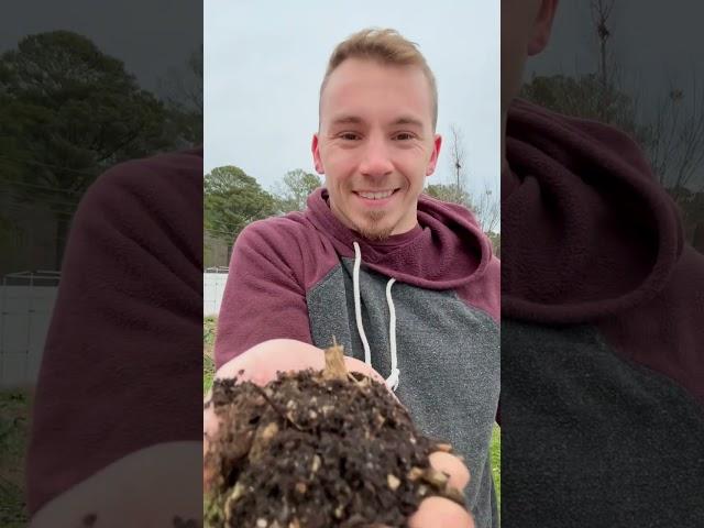 Worm Composting Indoors 🪱 DIY Indoor Worm Composting System