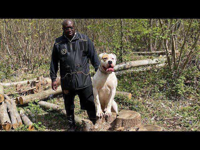 American Bull dog woodland protection training