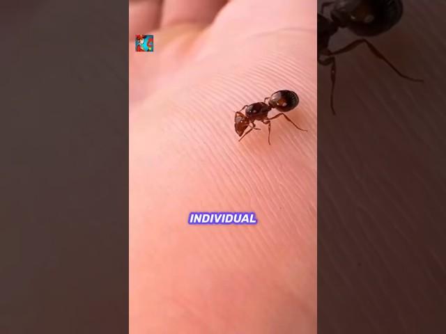 The Secret Psychology of Ants — Tiny Minds, Massive Power #facts #animalbehavior #ants